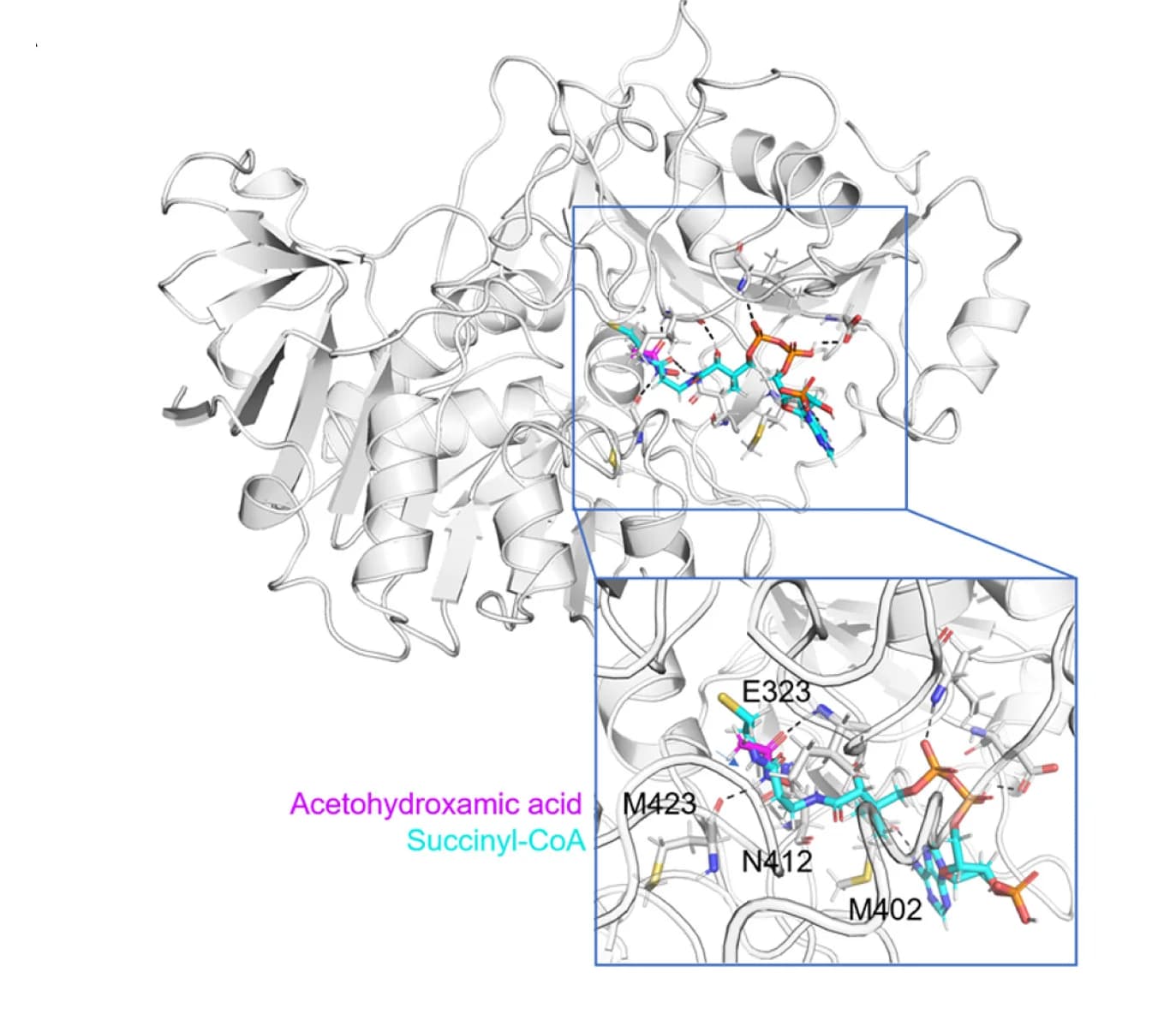 Open access visualization of Protein Structure, Chemical Structure, Molecular Docking, AHA, Succinyl-CoA