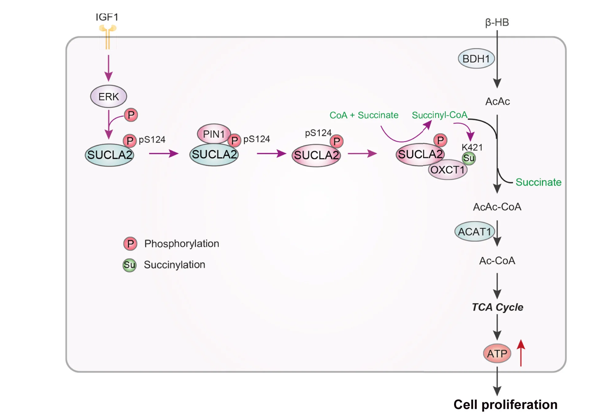 Open access visualization of Pathway, SUCLA2, OXCT1, Succinylation, Ketolysis