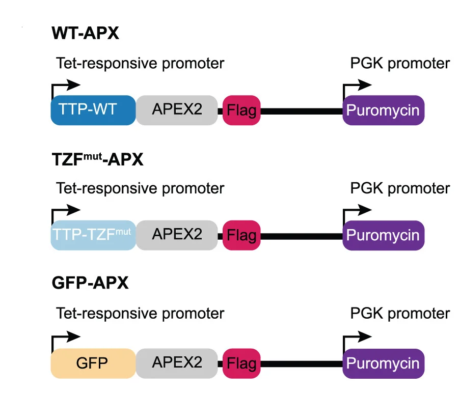 Open access visualization of Workflow, Illustration, APEX2, Proximity Labeling