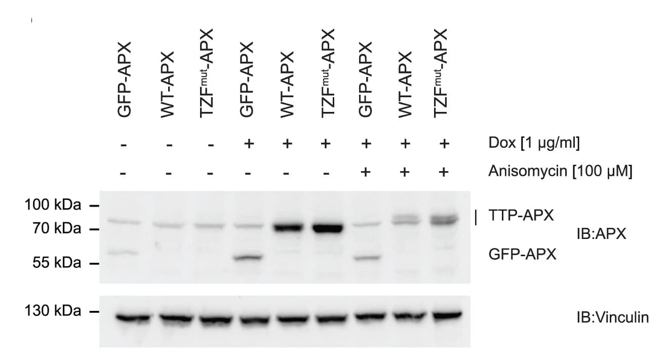 Open access visualization of Gel, Doxycycline, WT-APX, TZFmut-APX, GFP-APX