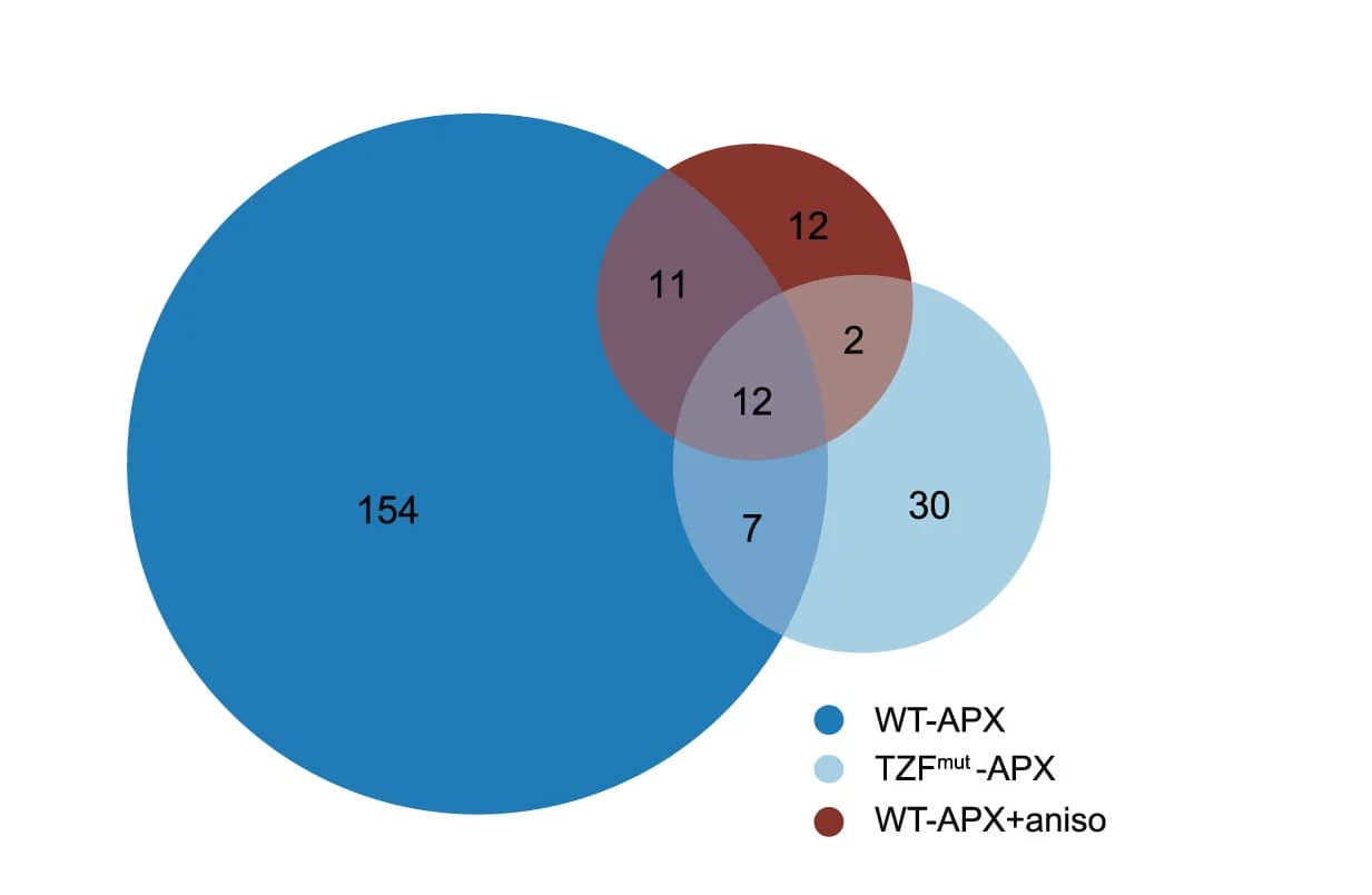 Open access visualization of Venn Diagram, WT-APX Interactome, TZFmut-APX Interactome, WT-APX+aniso Interactome, Enriched Proteins