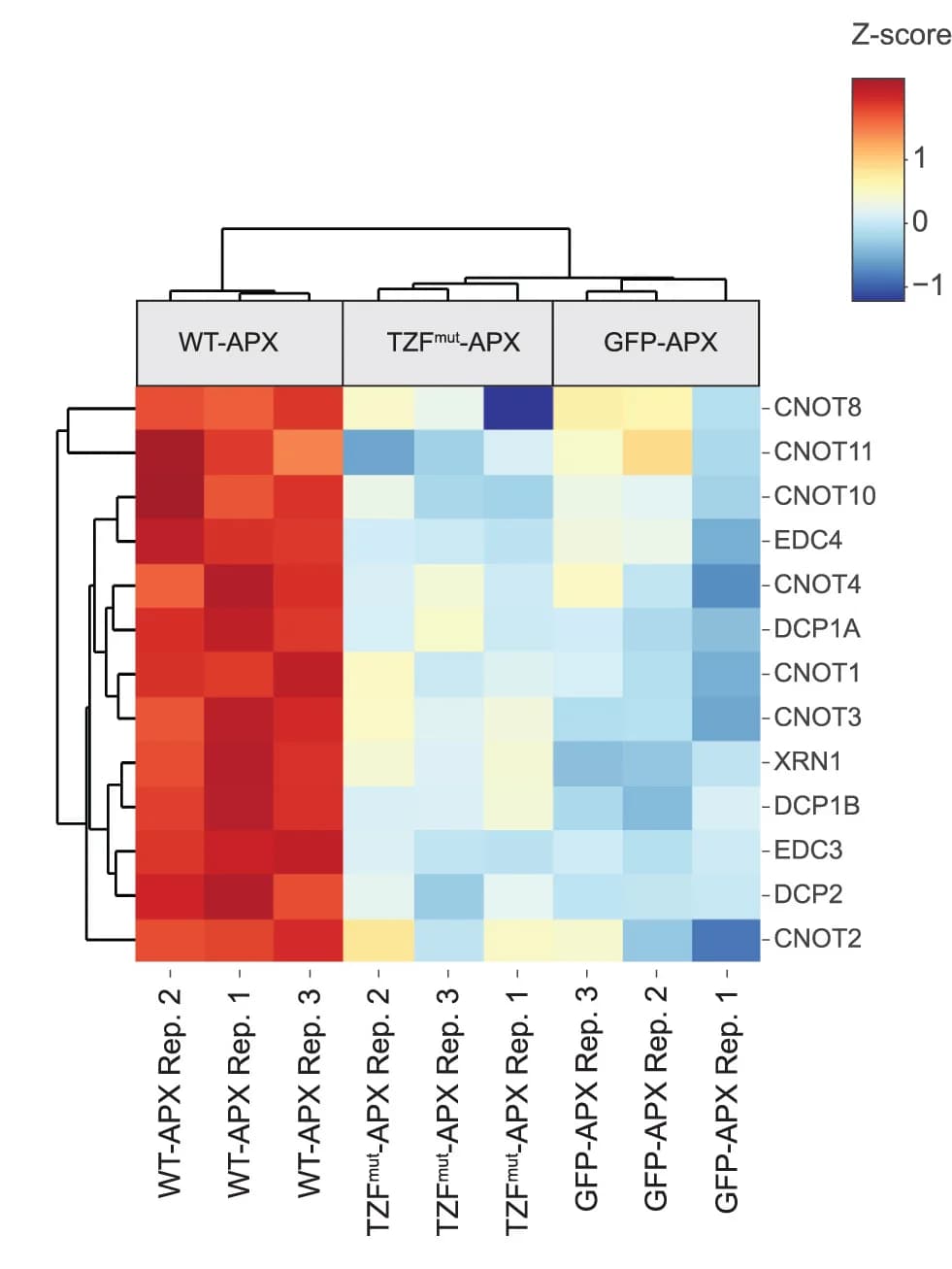 Open access visualization of Heatmap, Clustered, Heatmap Analysis, Deadenylation Complexes, Decapping Complexes