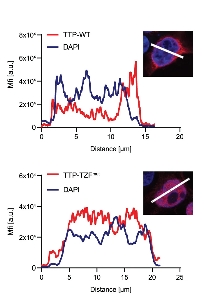 Open access visualization of Line Plot, Microscopy, TTP-WT, TTP-TZFmut, HEK-293 Cells