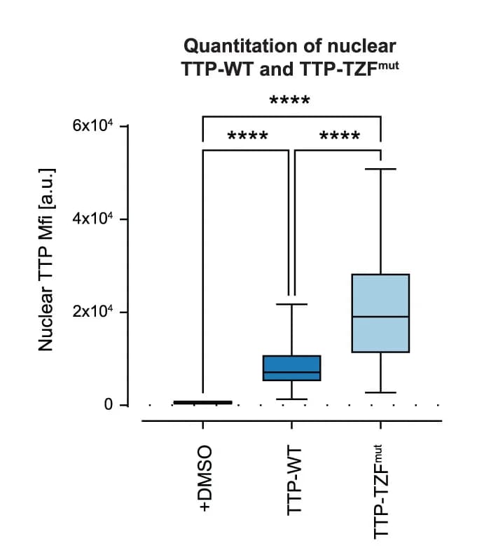 Open access visualization of Box Plot, Nuclear MFI, TTP-WT, TTP-TZFmut, ImageJ