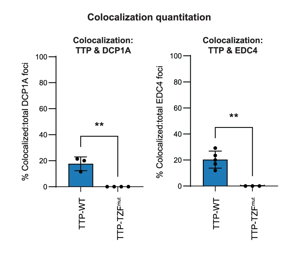 Open access visualization of Bar Plot, Error Bars, Colocalization, Fiji Comdet, Student’s t test