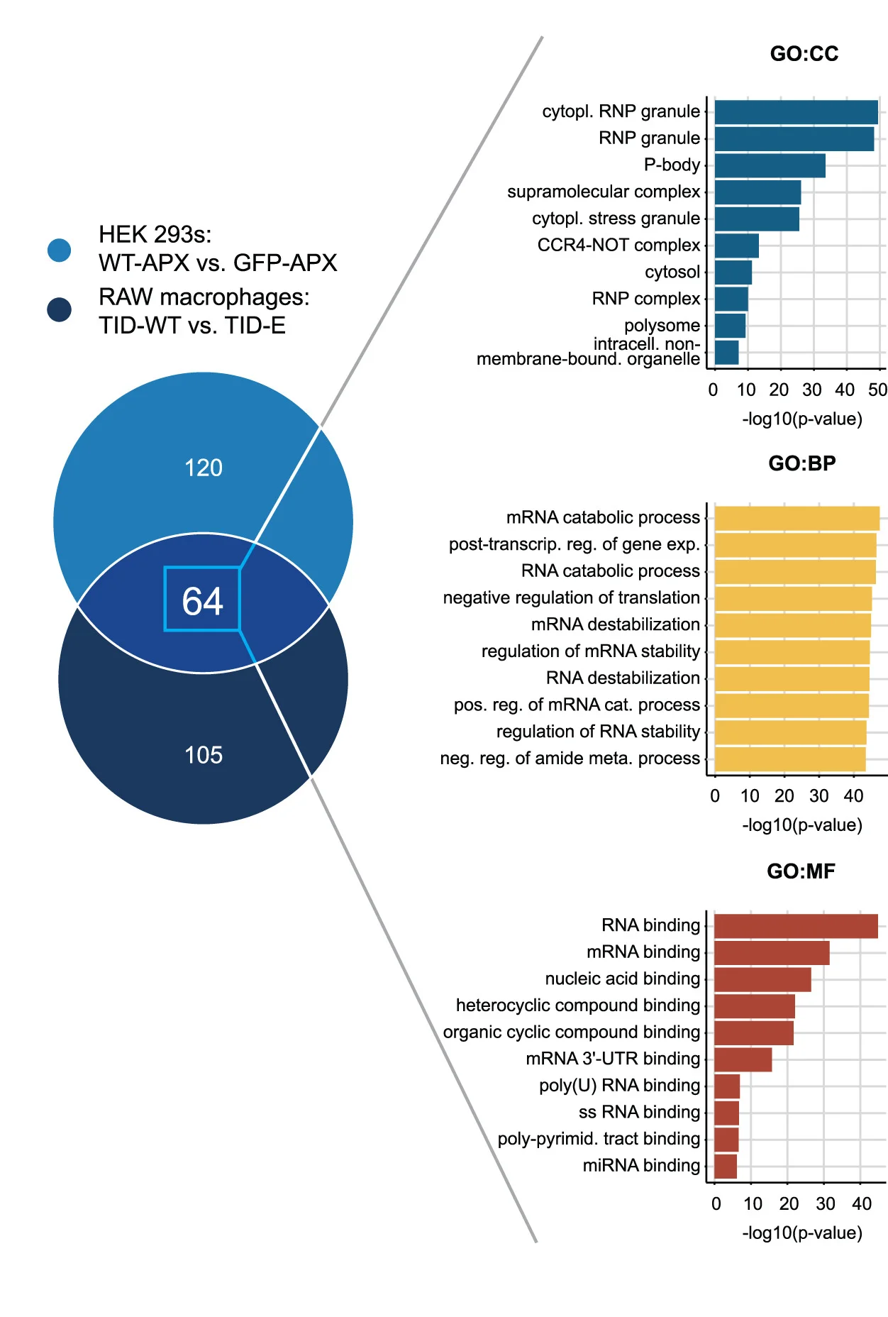 Open access visualization of Venn Diagram, Bar Plot, TTP Interactomes, HEK-293 Cells, RAW Macrophages