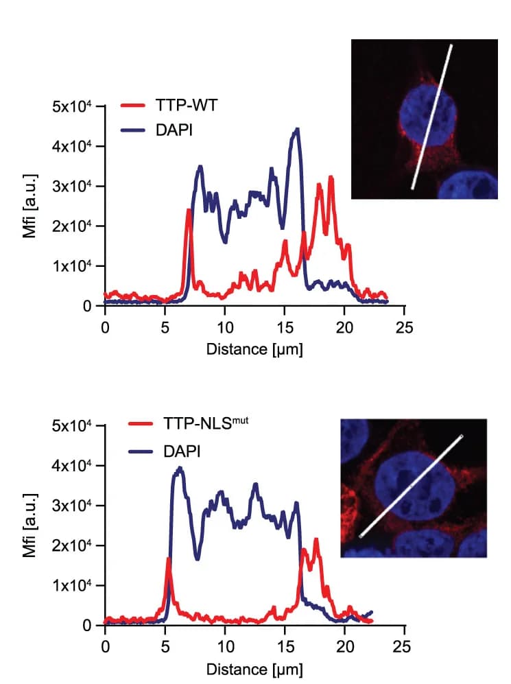 Open access visualization of Line Plot, Microscopy, MFI, Cells