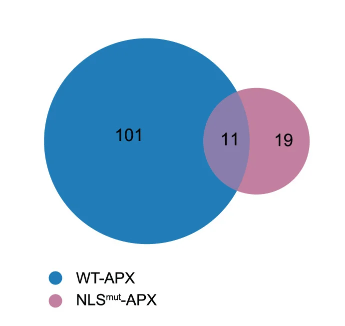 Open access visualization of Venn Diagram, Interactome, WT-APX, NLSmut-APX, HEK-293 Cells