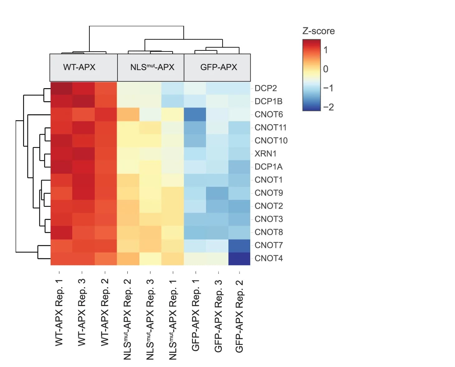 Open access visualization of Heatmap, Clustered, Deadenylation Complex, Decapping Complex, XRN1 Nuclease