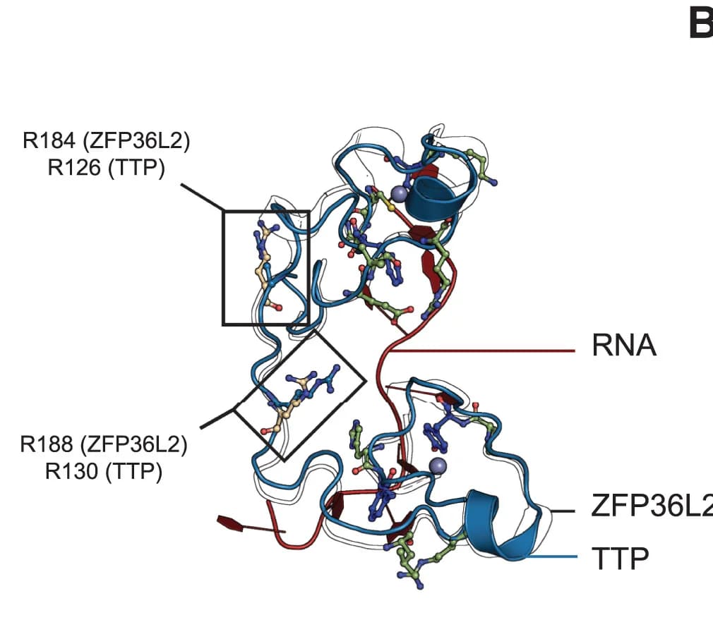 Open access visualization of Protein Structure, Chemical Structure, ZFP36L2 TZF, RNA Complex, NMR Structure