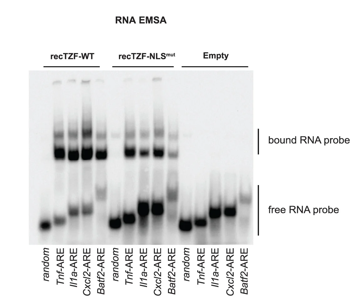 Open access visualization of Gel, recTZF-WT, recTZF-NLSmut, AREs, RNA EMSA