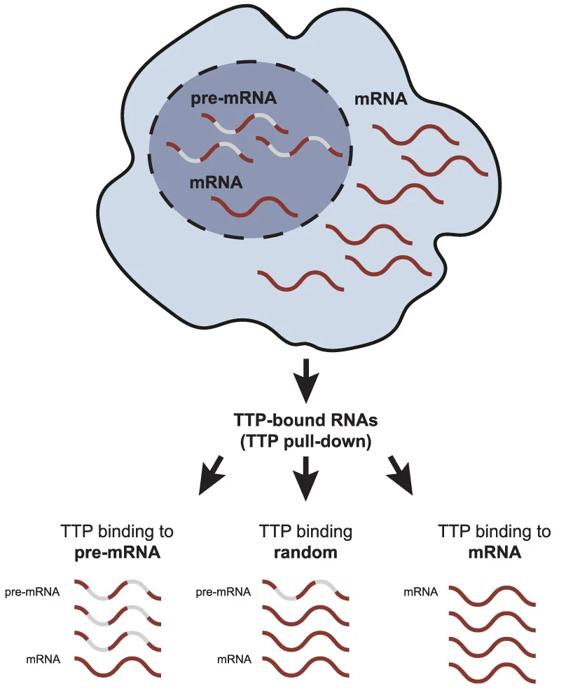 Open access visualization of Workflow, Flowchart, Illustration, TTP Binding, pre-mRNA