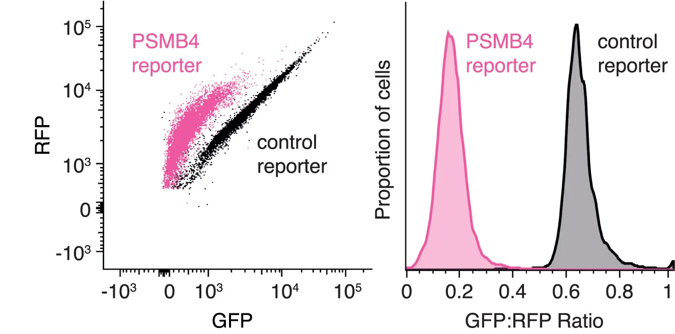 Open access visualization of Scatter Plot, Density Plot, Line Plot, GFP-PSMB4 Fluorescent Reporter, GFP Reporter