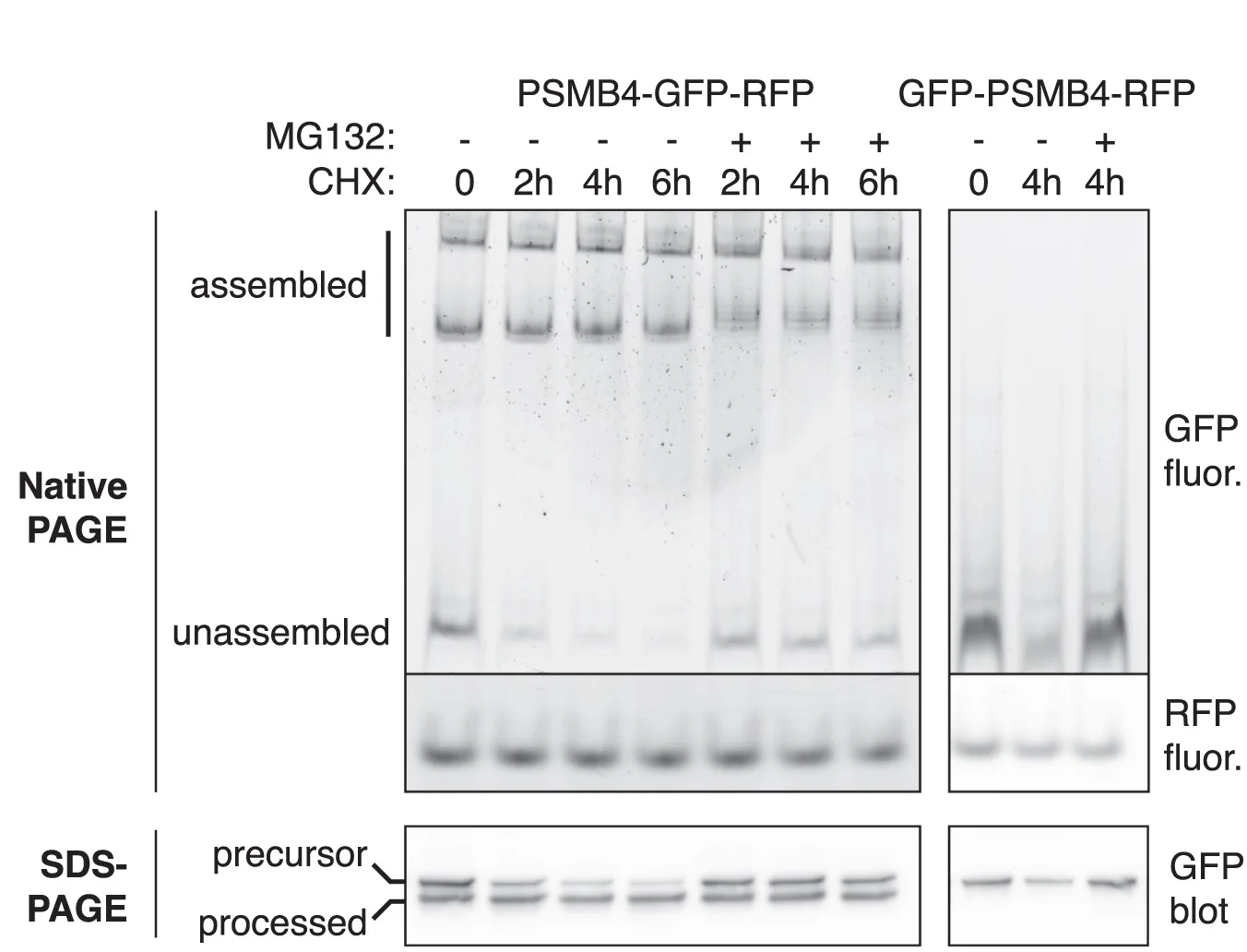 Open access visualization of Gel, PSMB4-GFP Reporter, GFP-PSMB4 Reporter, Doxycycline, CHX