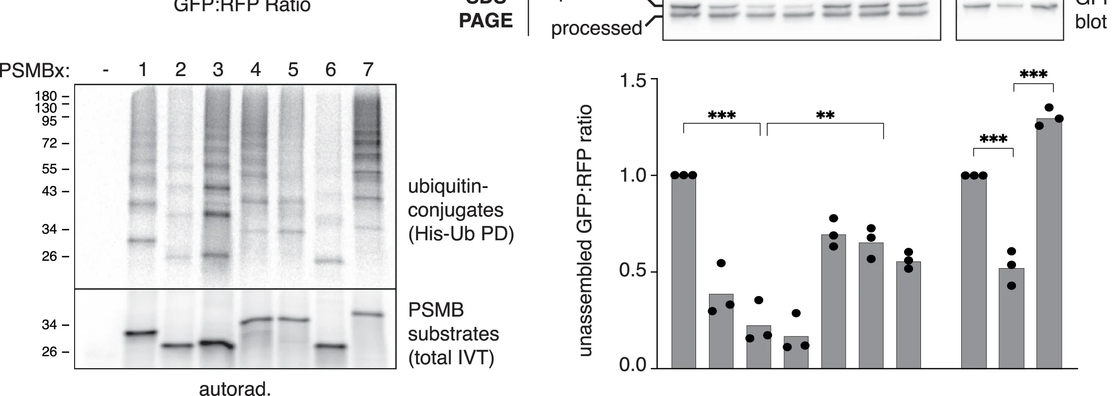 Open access visualization of Bar Plot, Scatter Plot, Gel, PSMB Subunits, TwinStrep Tag