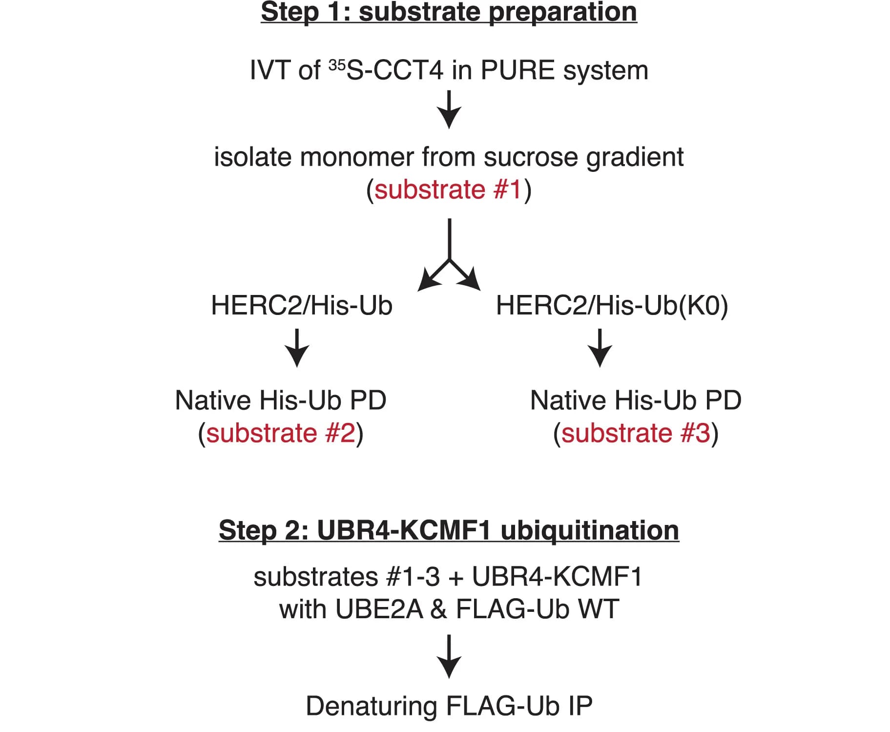 Open access visualization of Workflow, Flowchart, Experimental Approach, Ubiquitination Assays, 35S-methionine-labeled Substrates
