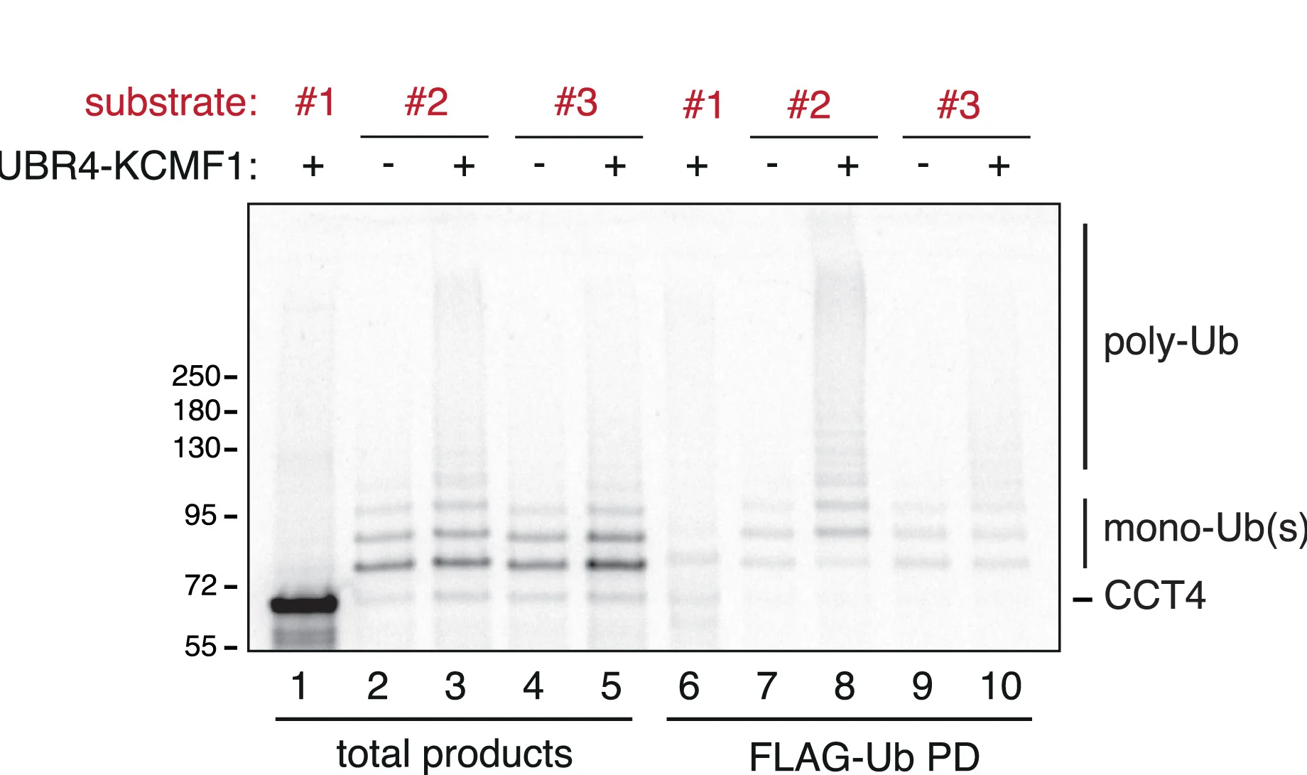 Open access visualization of Gel, 35S-methionine-labeled CCT4 Substrates, E1, E2 (UBE2A), WT FLAG-Ub