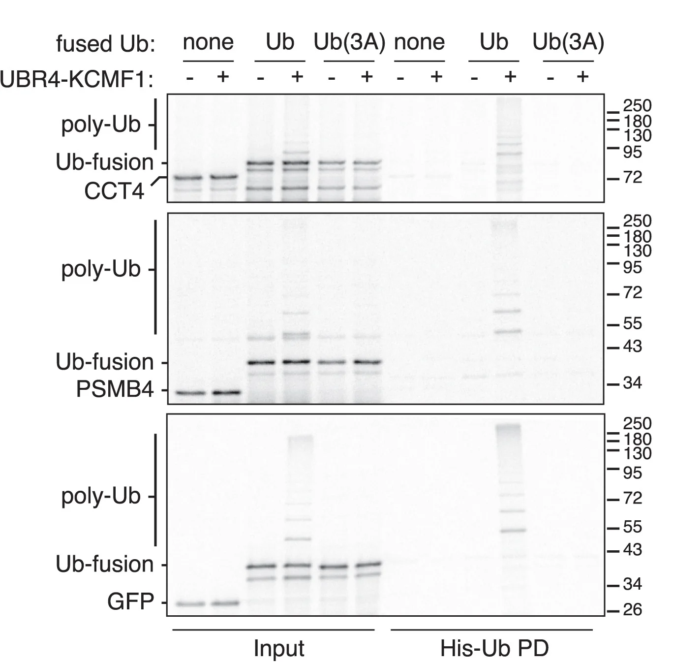 Open access visualization of Gel, PSMB4, CCT4, GFP, Ubiquitin