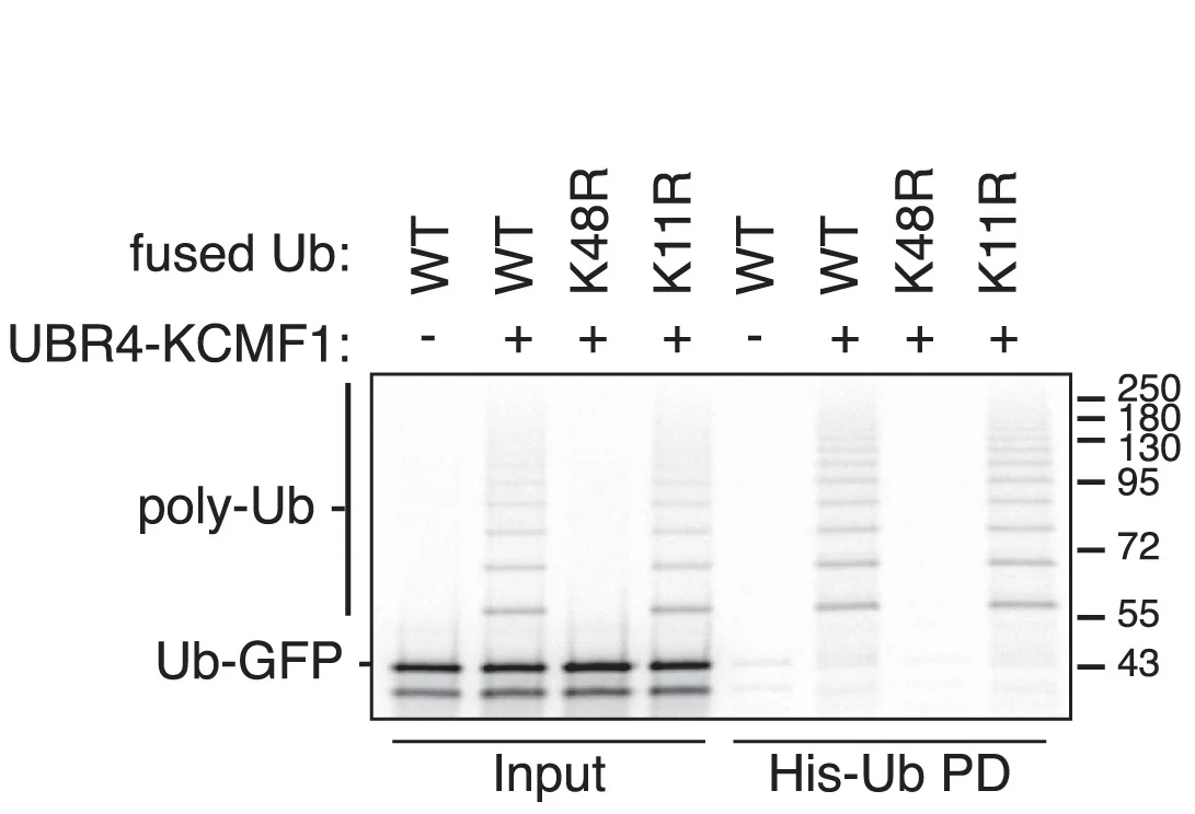 Open access visualization of Gel, Ub-GFP, Ub(K48R)-GFP, Ub(K11R)-GFP, PURE System
