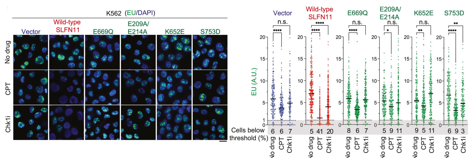 Open access visualization of Scatter Plot, Microscopy, Microscopy Images, EU Intensity, Camptothecin