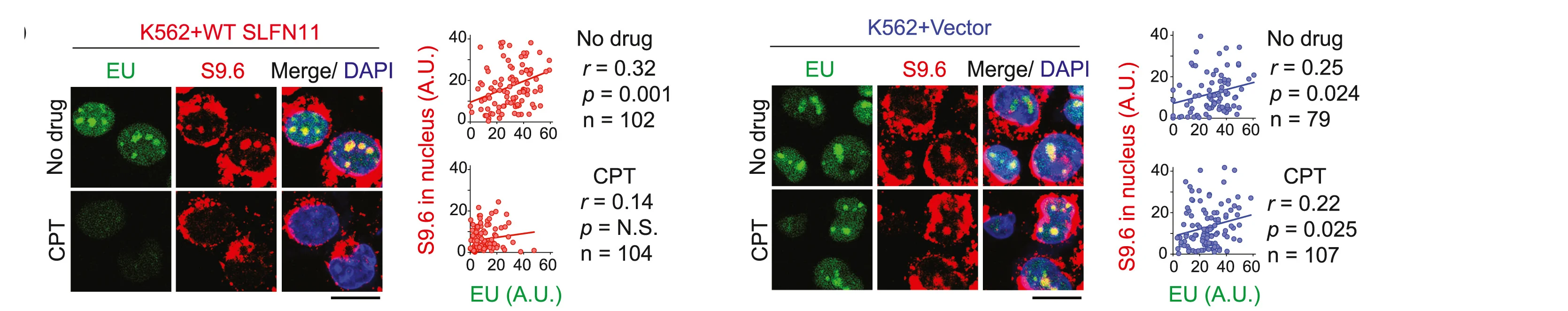 Open access visualization of Microscopy, Scatter Plot, Regression Plot, IF Staining, S9.6 Antibody