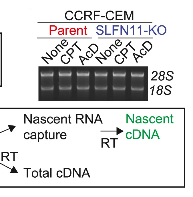 Open access visualization of Gel, Workflow, Gel Image, Total RNA, Camptothecin