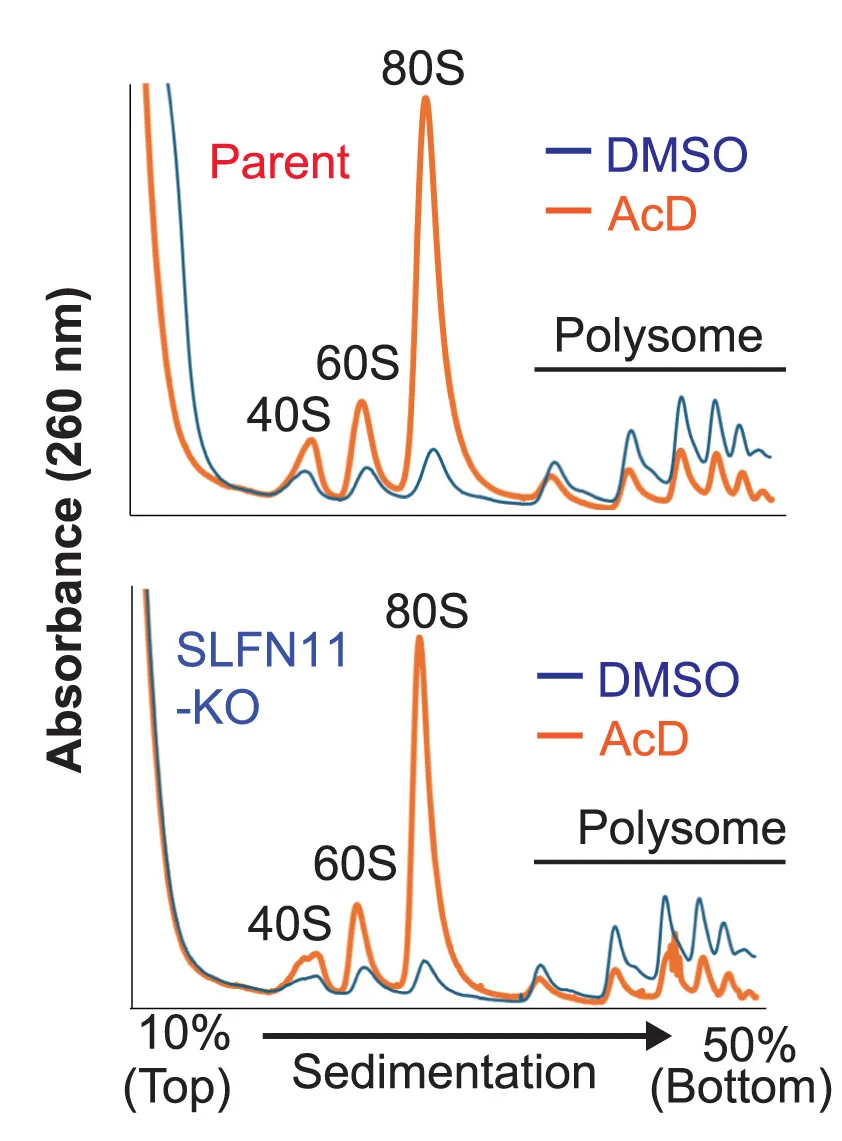 Open access visualization of Line Plot, Sucrose Gradients, Actinomycin D, CCRF-CEM Cells, SLFN11-KO Cells
