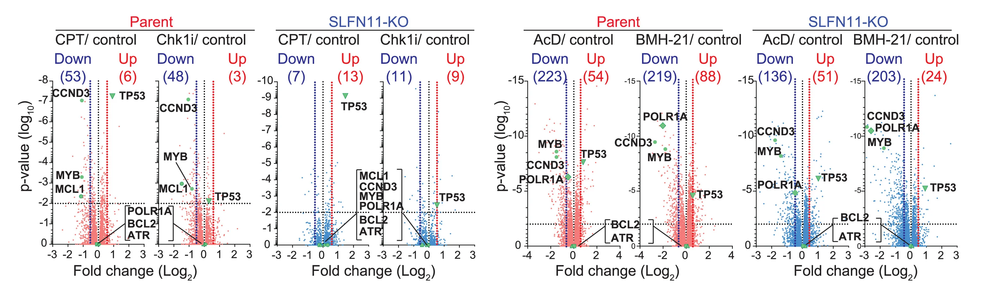 Open access visualization of Scatter Plot, Volcano Plots, Quantitative Proteomics, Camptothecin, Checkpoint Kinase 1 Inhibitor