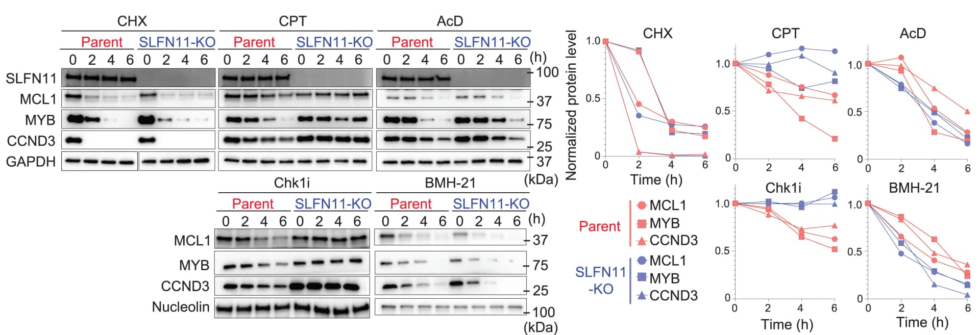 Open access visualization of Gel, Line Plot, Immunoblots, Cycloheximide, Camptothecin