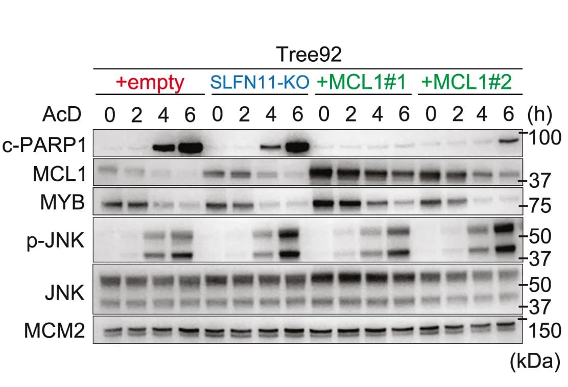 Open access visualization of Gel, Immunoblot, Actinomycin D, Cells