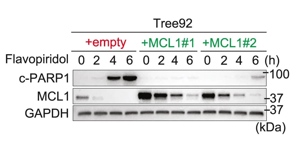 Open access visualization of Gel, Immunoblots, Flavopiridol