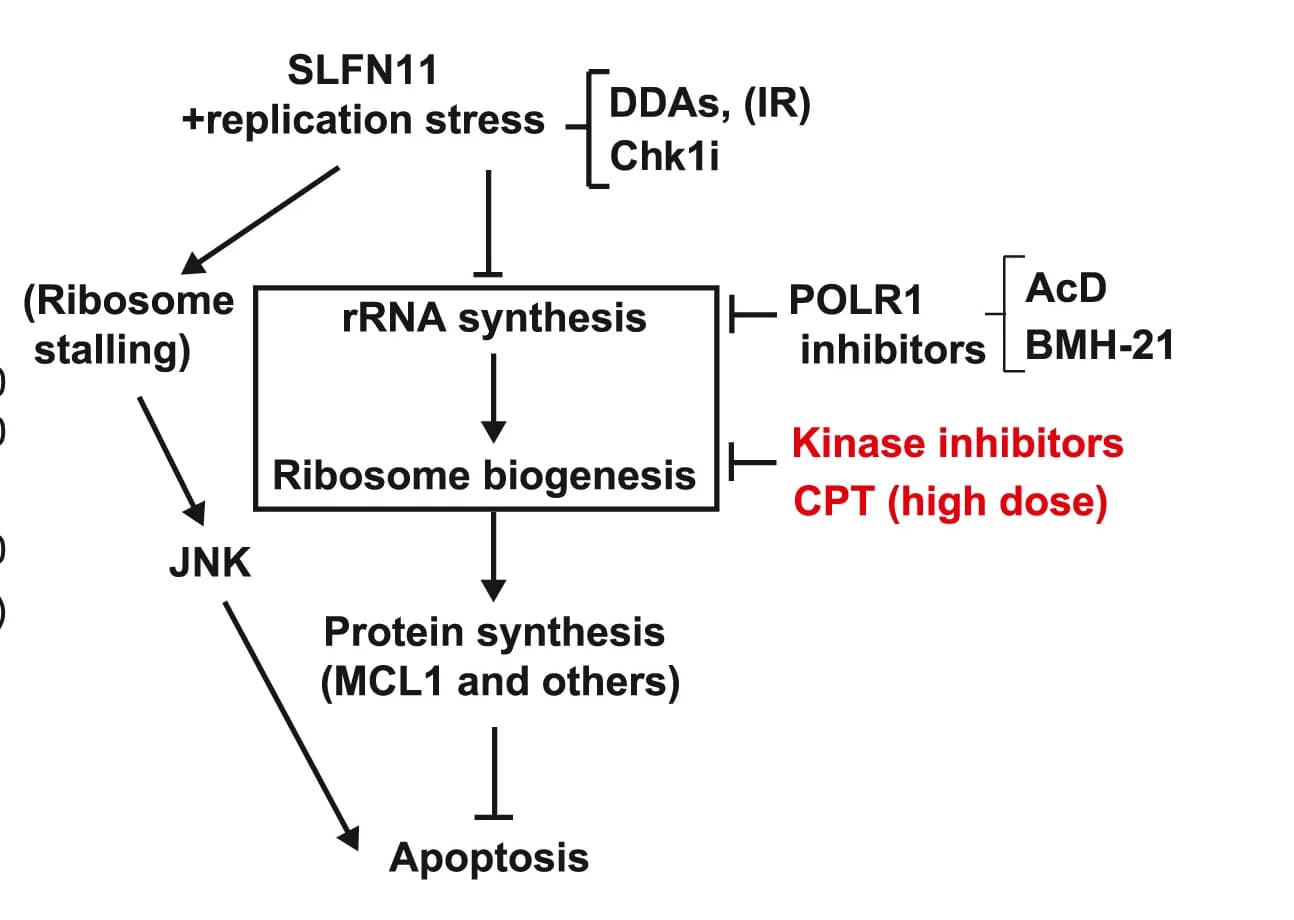 Open access visualization of Workflow, Flowchart, Gamma-Irradiation