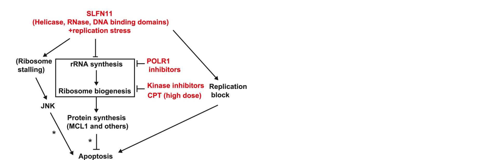 Open access visualization of Workflow, Flowchart, Pathways, K562 Cells