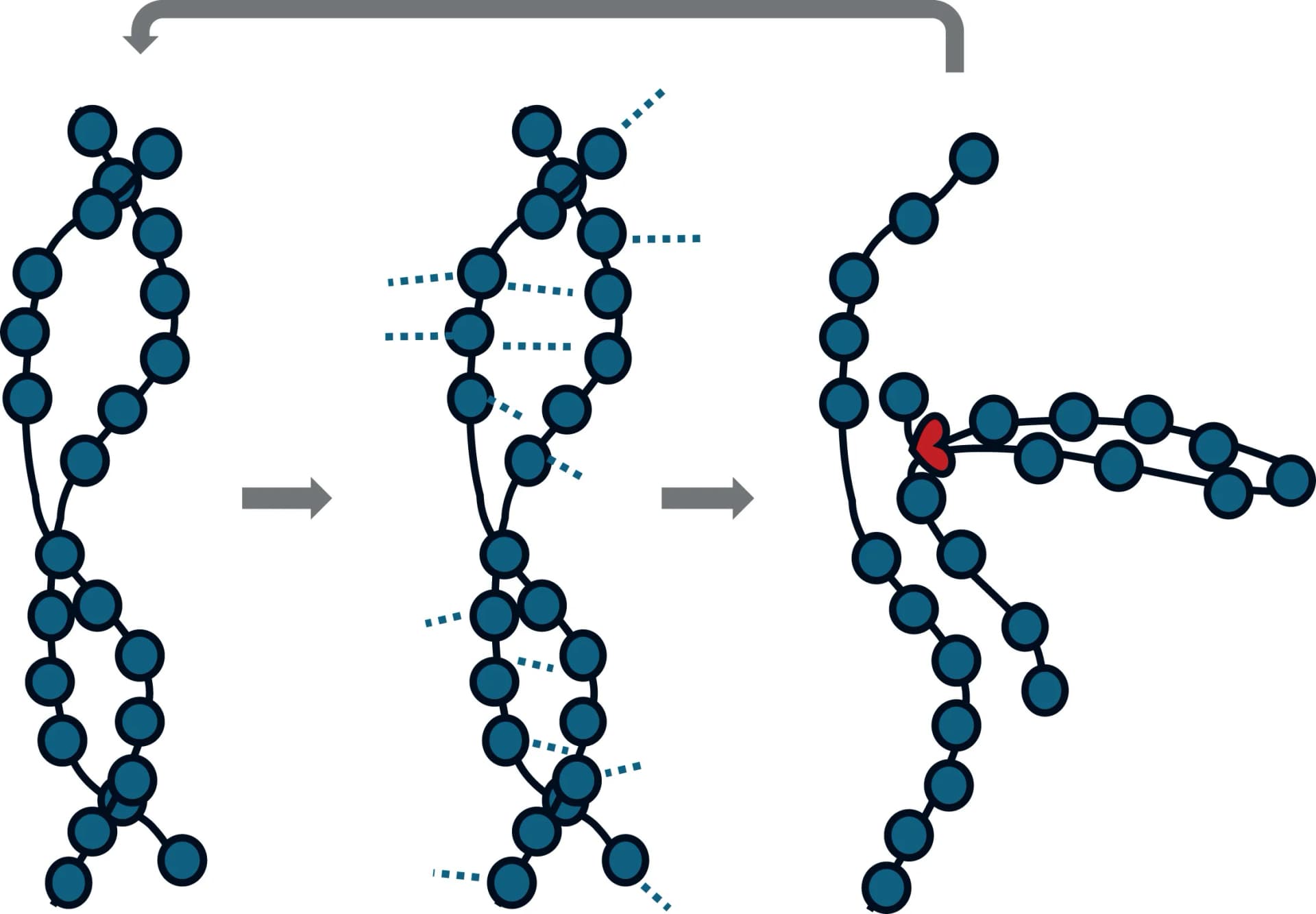 Open access visualization of Pathway, Network, Chromatin, Cohesin, Loops