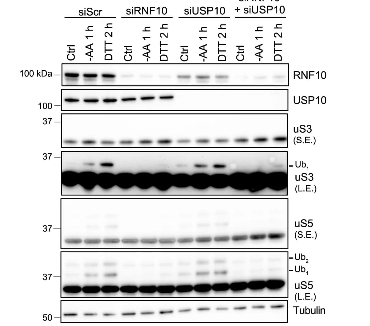Open access visualization of Gel, Immunoblots, Ubiquitylated uS3, Ubiquitylated uS5, HEK293T Cells
