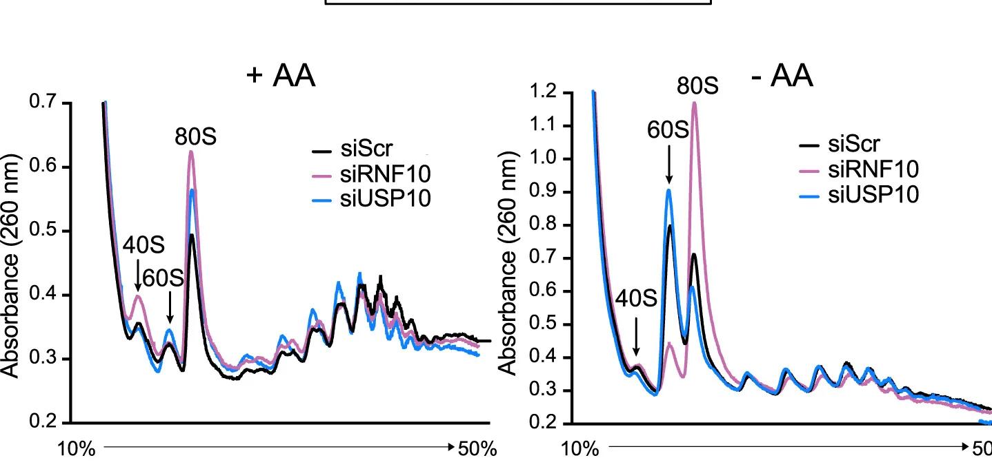 Open access visualization of Line Plot, Absorbance, Sucrose Gradients, Lysates, HEK293T Cells