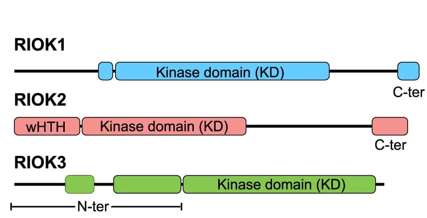 Open access visualization of Illustration, Domain Architecture, RIOK1, RIOK2, RIOK3