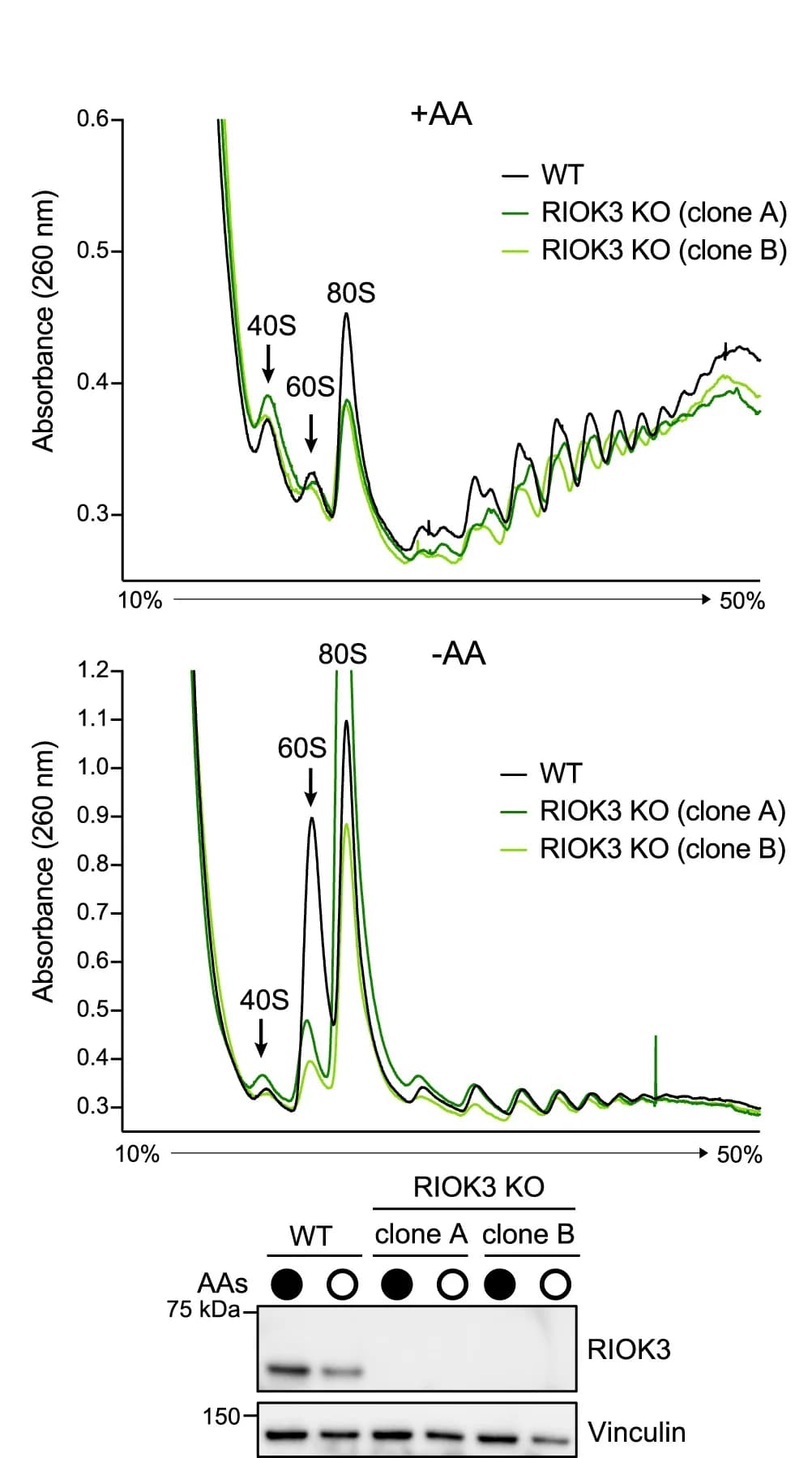 Open access visualization of Line Plot, Gel, Absorbance, Sucrose Gradients, HEK293T Parental Cells