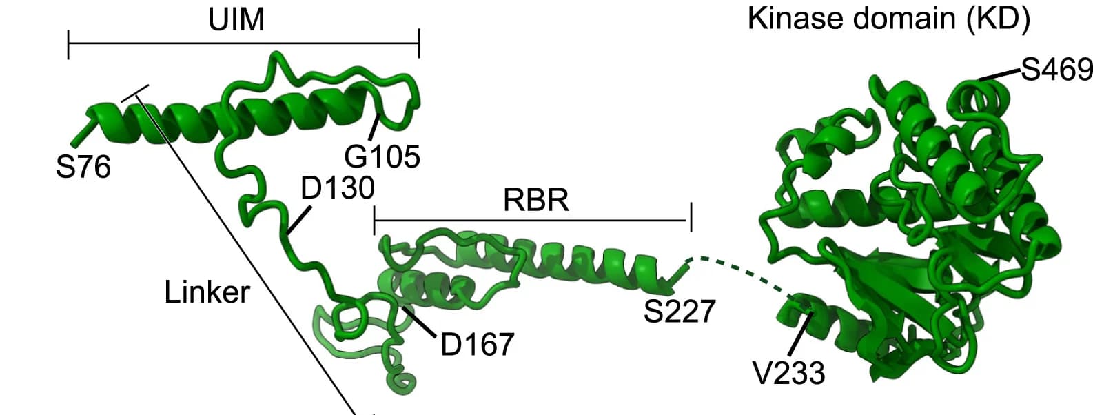 Open access visualization of Protein Structure, RIOK3, Pre-40S State, Structure, Residues