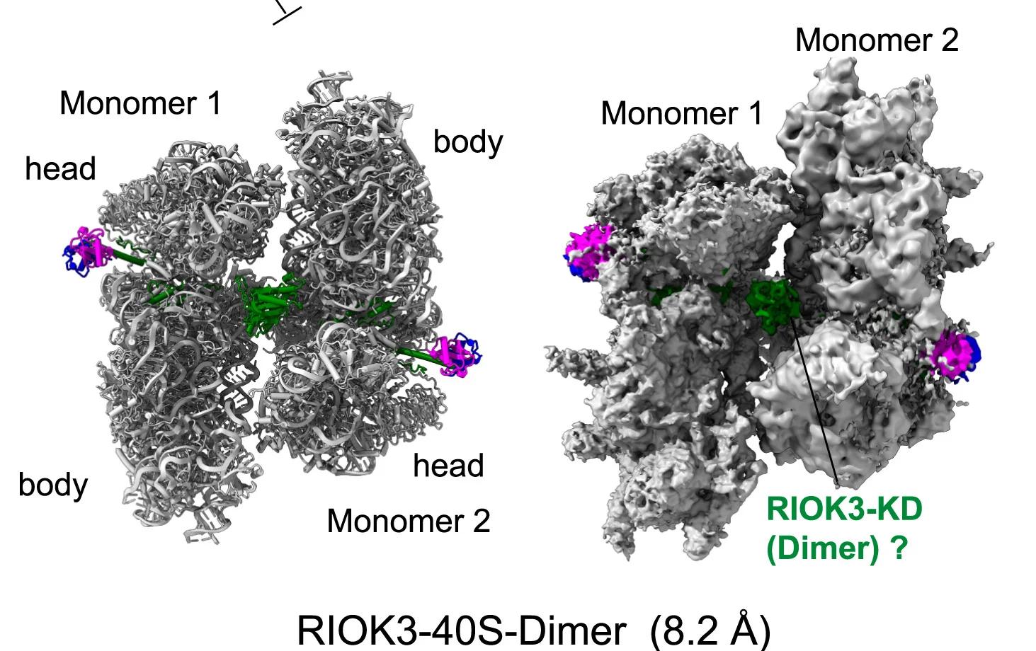 Open access visualization of Protein Structure, Cryo-EM, RIOK3-40S-Dimer, Molecular Model, Multi-Body Refinement