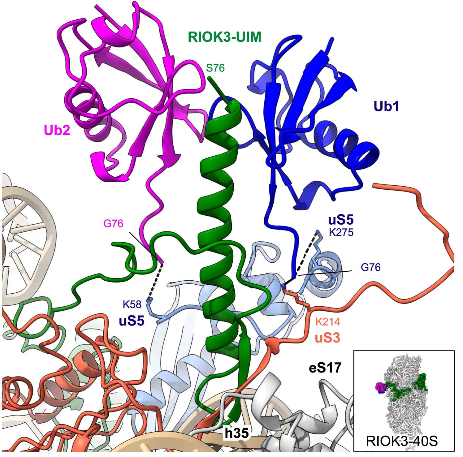 Open access visualization of Protein Structure, RIOK3-UIM, Ubiquitin, uS3, Ubiquitylation Sites