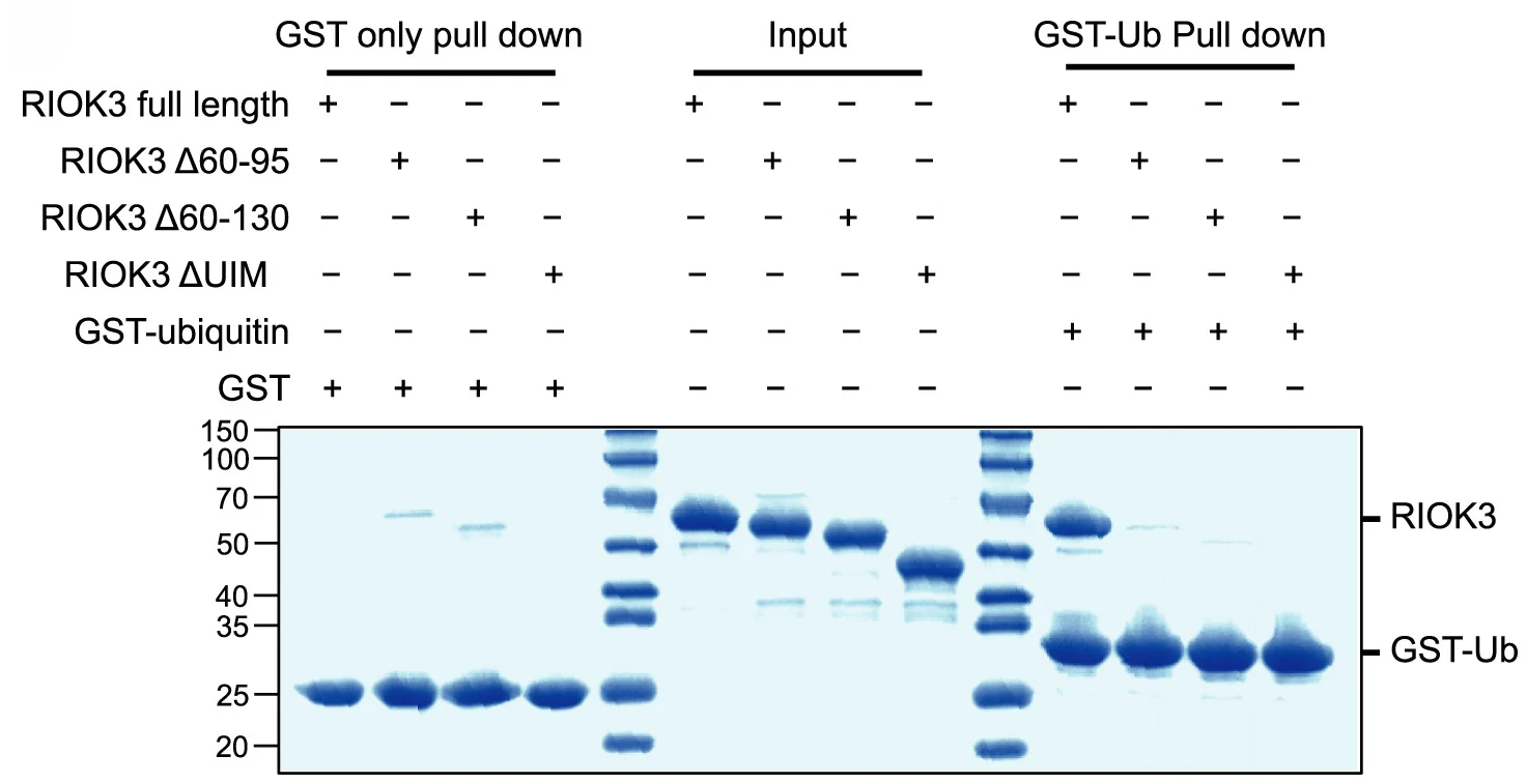 Open access visualization of Gel, Ubiquitin-Binding Assay, Recombinant RIOK3, GST-Ubiquitin, SDS-PAGE