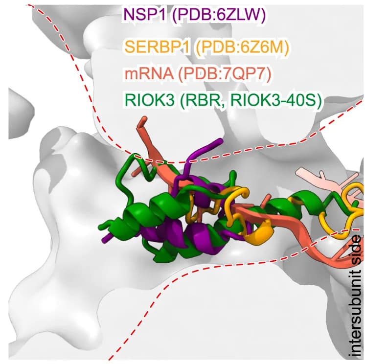 Open access visualization of Protein Structure, Chemical Structure, RIOK3-RBR, NSP1, mRNA