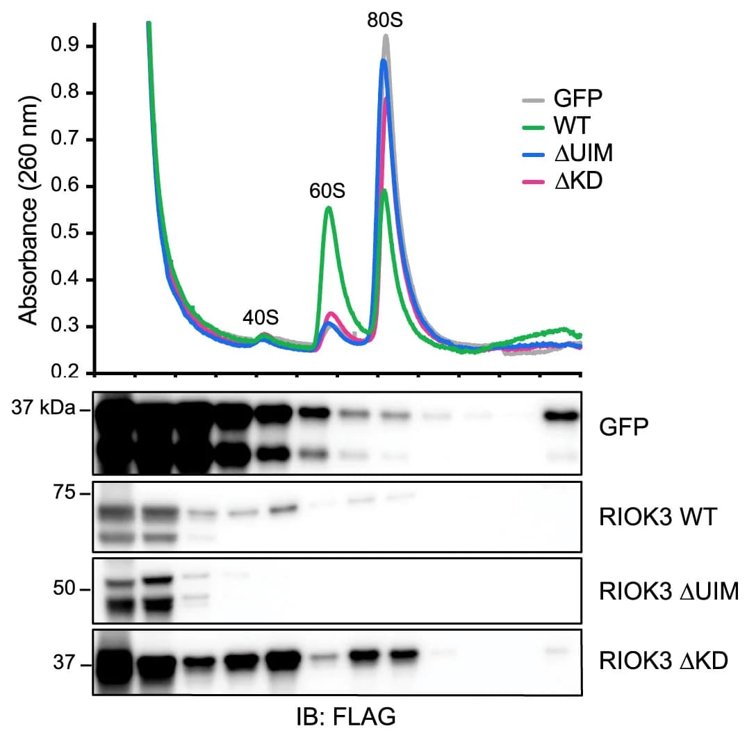 Open access visualization of Line Plot, Gel, Sucrose Gradients, HEK293T RIOK3 KO Cells, FLAG-Tagged GFP