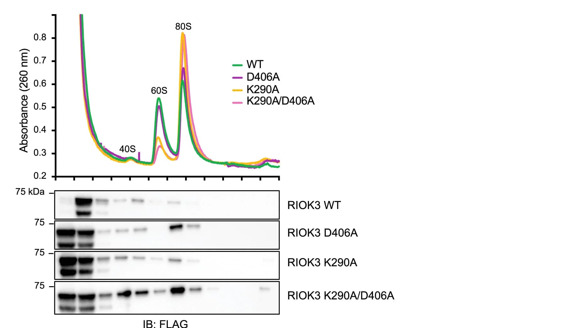 Open access visualization of Line Plot, Gel, Sucrose Gradients, HEK293T RIOK3 KO Cells, FLAG-Tagged RIOK3 Protein