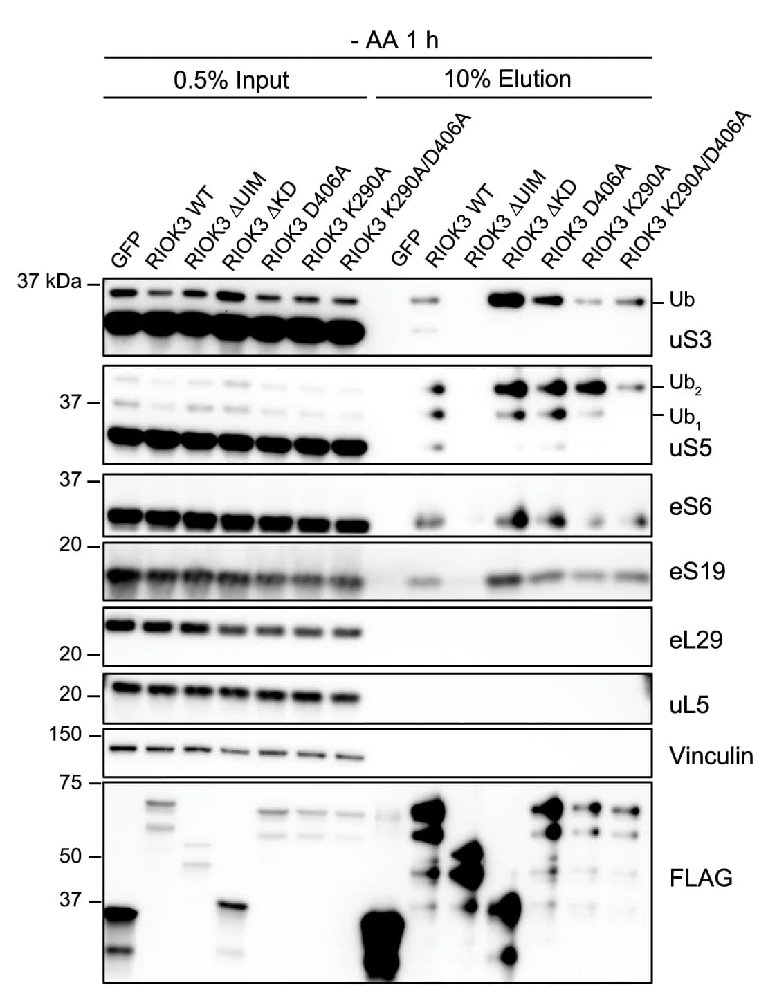 Open access visualization of Gel, Immunoblots, IP, FLAG-Tagged GFP, FLAG-Tagged RIOK3 Protein