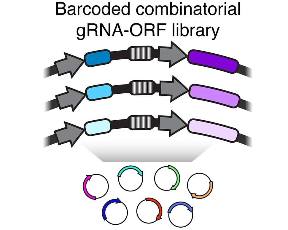 Open access visualization of Workflow, Illustration, COMET Library, gRNA-ORF Combination, Plasmid