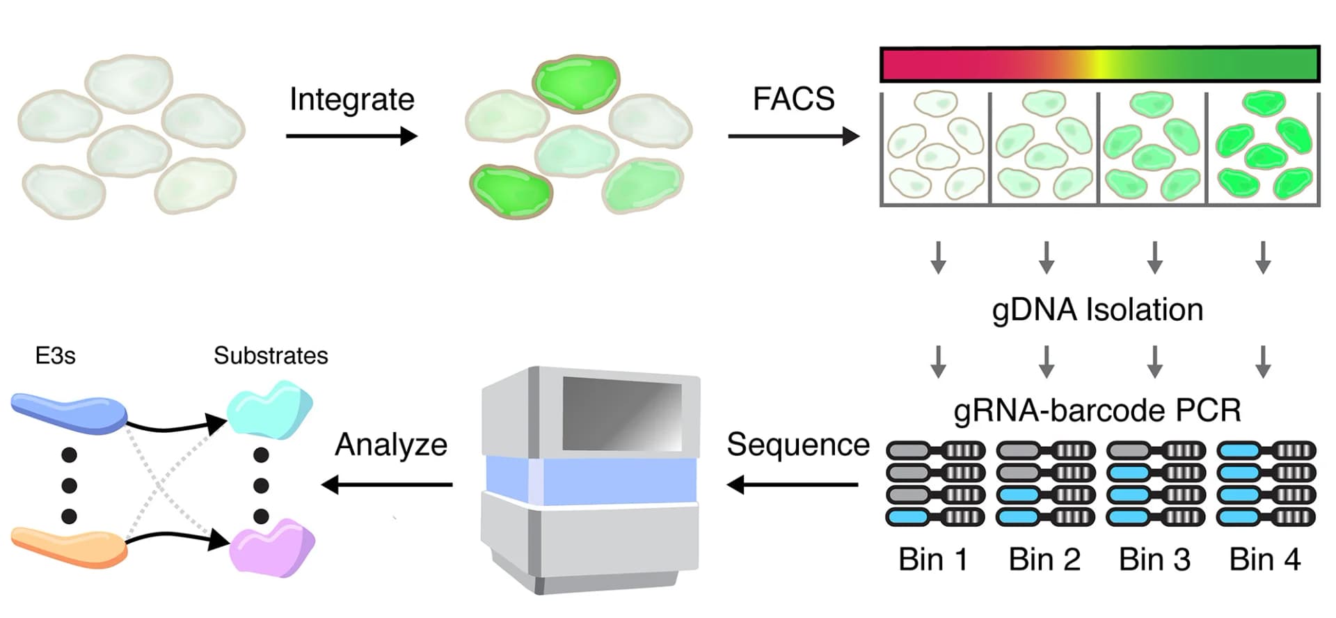 Open access visualization of Workflow, Flowchart, Illustration, COMET Libraries, GFP:mCherry Ratio