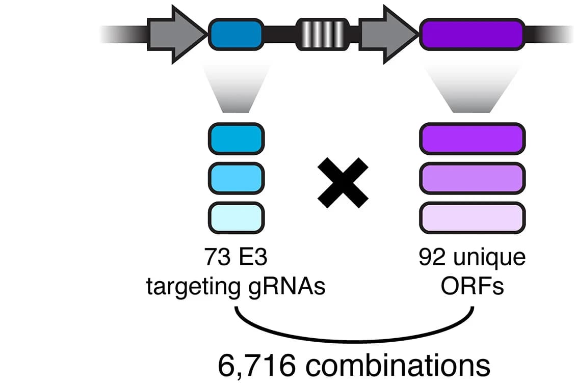 Open access visualization of Workflow, Illustration, Combinatorial Library, F-box Targeting gRNAs, ORFs