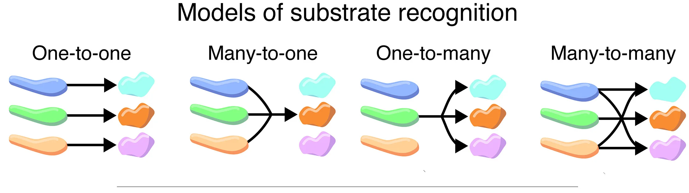 Open access visualization of Workflow, Flowchart, Illustration, E3 Ligases, Substrates